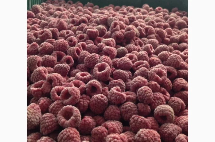 Куплю МАЛИНУ !!! Закупка МАЛИНЫ- фото № 1