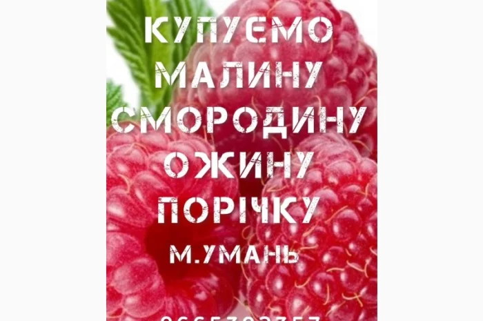 Купимо Малину- фото № 1