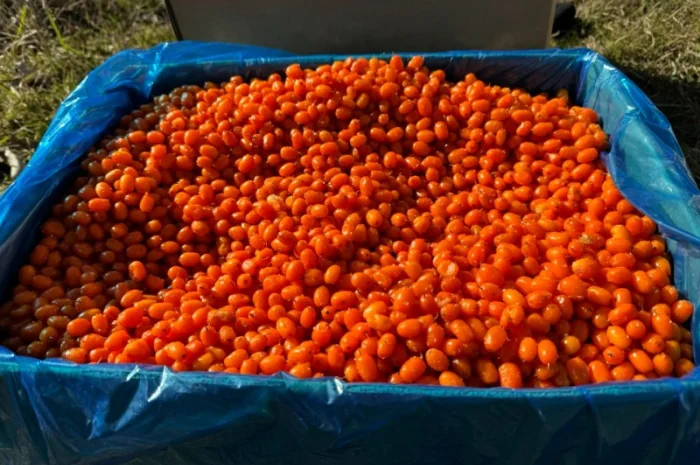 Продам обліпиху висшого сорту заморожену (Китай)- фото № 1