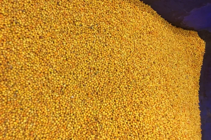 Продам обліпиху- фото № 1