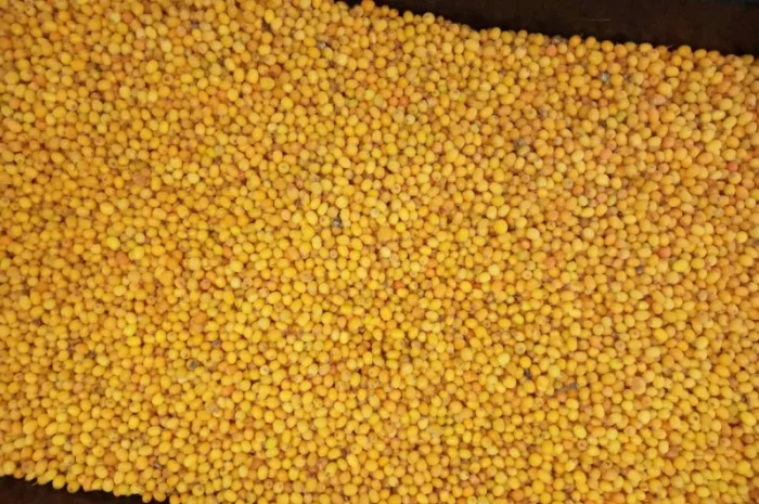 Продам обліпиху- фото № 2