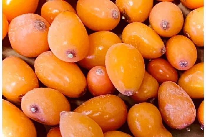 Продам обліпиху заморожену- фото № 1