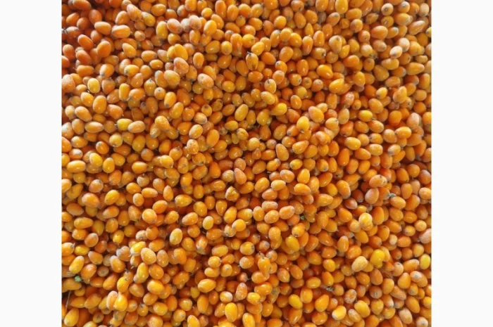 Облепиху- фото № 1