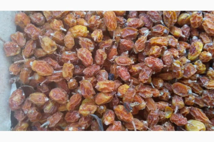 Продам суху ягоду Обліпихи- фото № 2