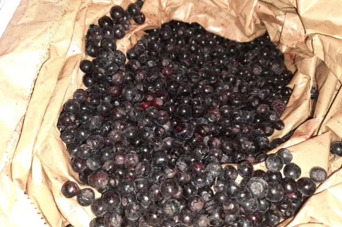 Аронія чорноплідна горобина- фото № 2
