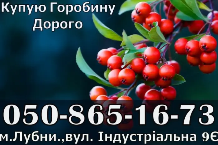 Закупаем ягоду рябины!Дорого- фото № 1