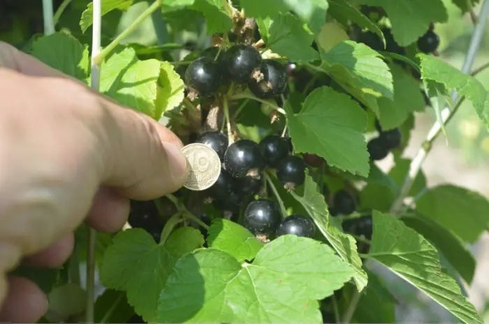 Ягоды смородины черной продам- фото № 2