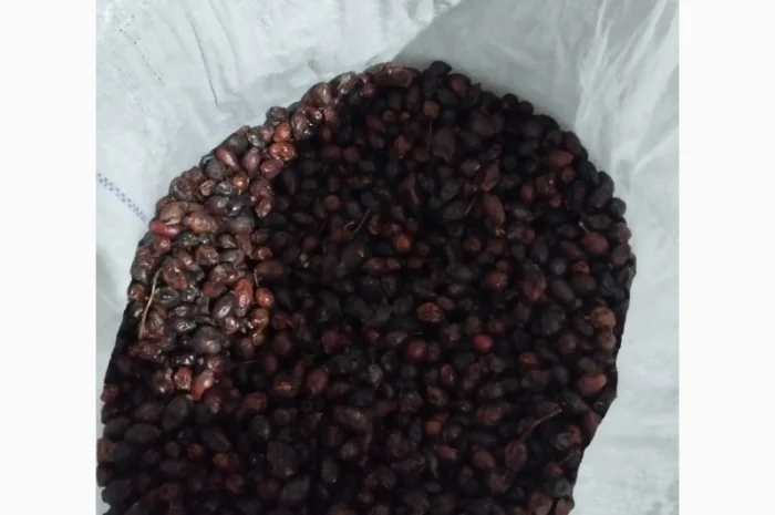 Продам шипшину з сушки- фото № 1