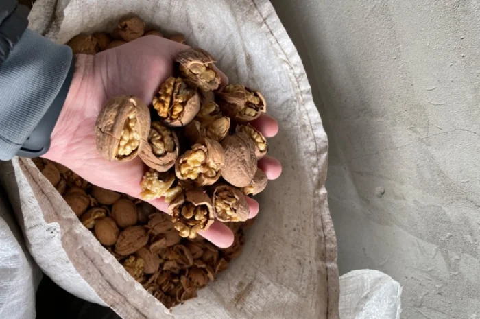 Грецький горіх- фото № 3