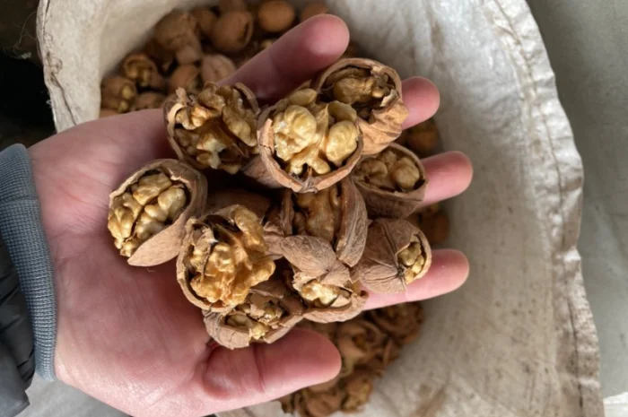 Грецький горіх- фото № 4