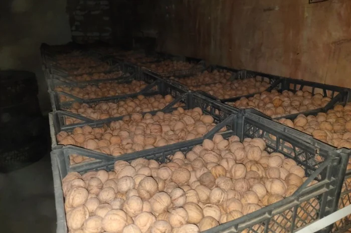 Продам горіх волоський- фото № 1