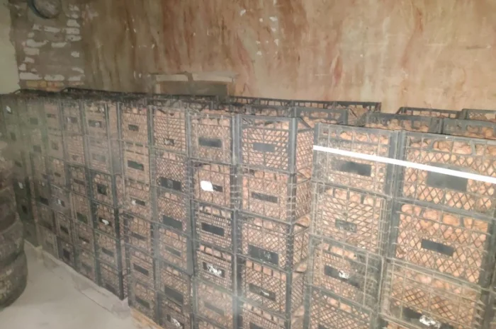 Продам горіх волоський- фото № 3