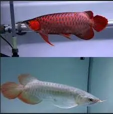 Super red arowana fish and stingray fish for sale- фото № 1