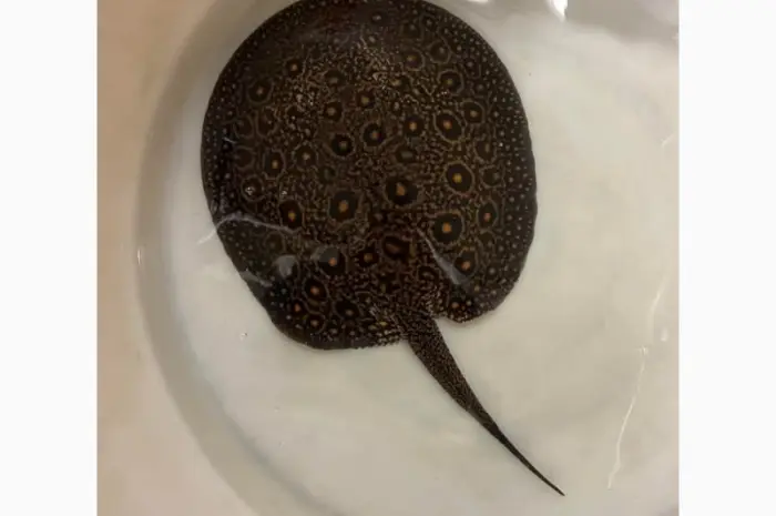 Super red arowana fish and stingray fish for sale- фото № 3