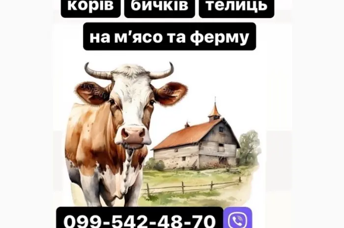 Купляємо ВРХ- фото № 1