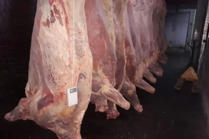 Продам на экспорт полутуши говядины. От производителя с 20 тонн Кроме Европы- фото № 11