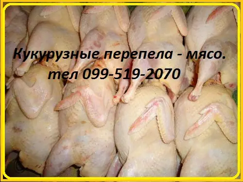 Мясо кукурузного перепела- фото № 2