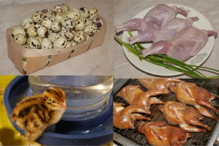 Продам мясо перепела- фото № 1