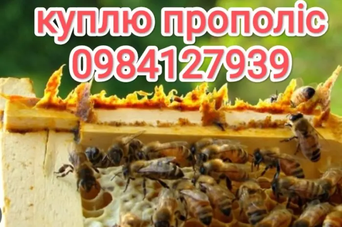 Куплю прополис- фото № 1
