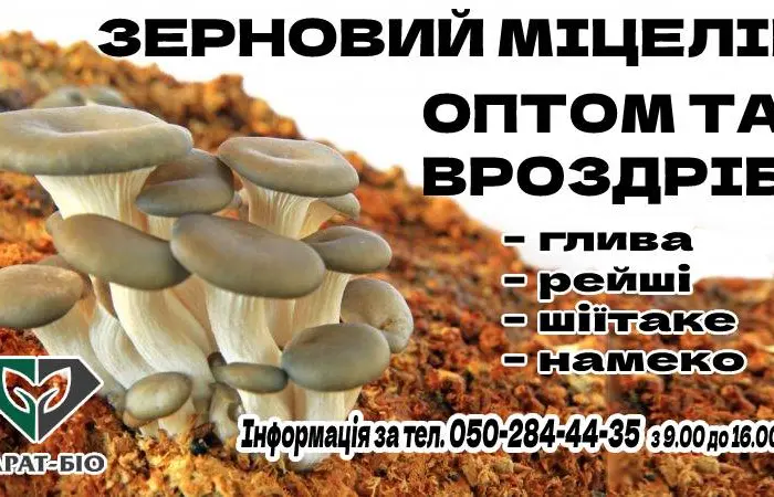 Мицелий- фото № 2