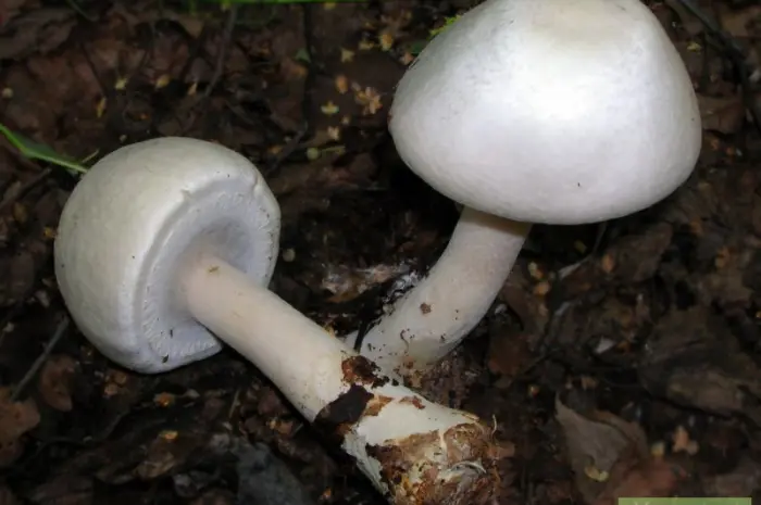 Шампиньон кривой- фото № 1