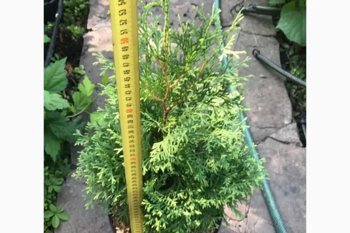 Туя західна Колумна(Thuja occidentalis ‘Columna) – 0- фото № 1