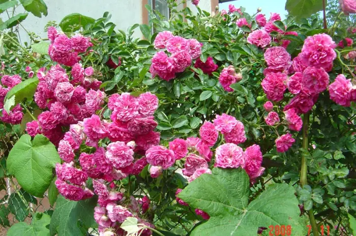 Продам саженцы розы Super Star- фото № 9
