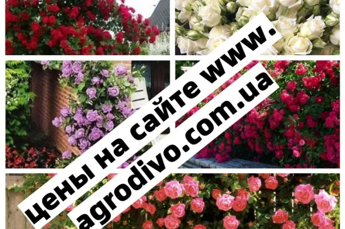 Продажа саженцев роз на ВЕСНУ 2026. Нові сорти в розсаднику "АГРОДИВО"- фото № 7