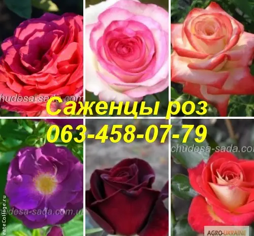 Найкращі саджанці троянд: різноманіття сортів та висока якість за доступними цінами- фото № 4