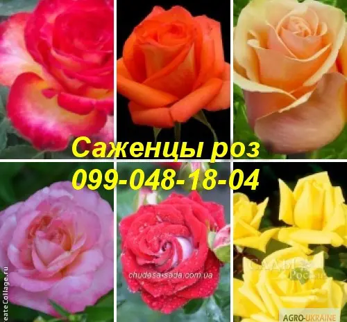 Найкращі саджанці троянд: різноманіття сортів та висока якість за доступними цінами- фото № 3