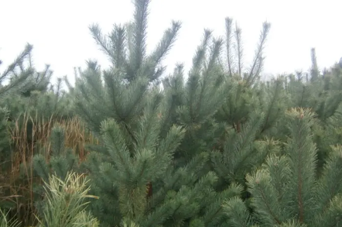 Сосна новорічна Оптом Ялинка новорічна Новогодние Сосны Елки Сосна живая Сосна Оптом- фото № 4