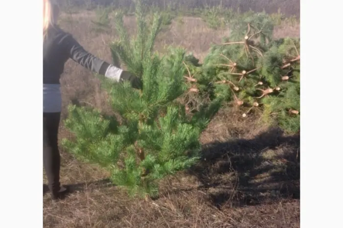ЦЕНА РЕАЛЬНАЯ!!!Від Фермера Сосна новогодняя Ялинка новорічна Новогодние сосны Елки- фото № 4