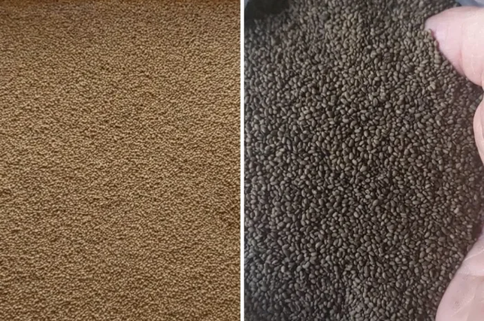 Люцерна сорт Зарниця у продажу- фото № 1