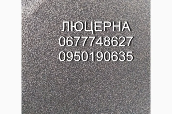 Семена люцерни Надія- фото № 1