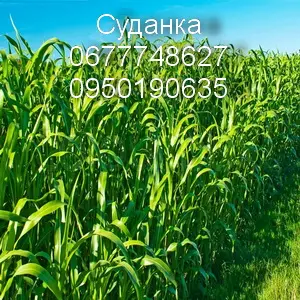 Суданка тонкостебельна- фото № 1