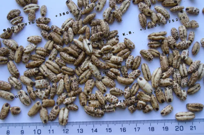 Повітряний ячмінь висаджений 1кг Puffed barley- фото № 1