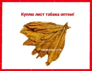 Куплю табачний лист для сигарет 1 кг, тільки ОПТ ! Вся Україна- фото № 1