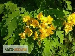 Купить сенна лист- фото № 1