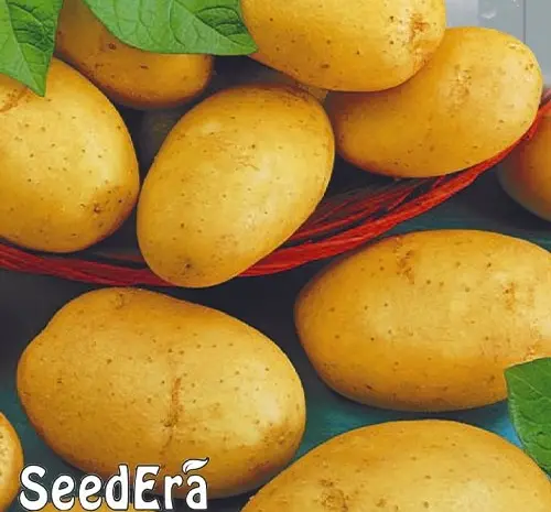 Семена картофеля Ассоль (семена)- фото № 1