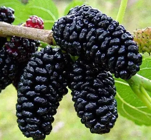 Шелковица (сеянец) (саженцы)- фото № 1