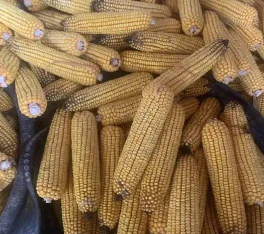 Продам кукурудзу в качанах- фото № 1