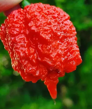 Carolina Reaper сверхострый перец сушеный.- фото № 1