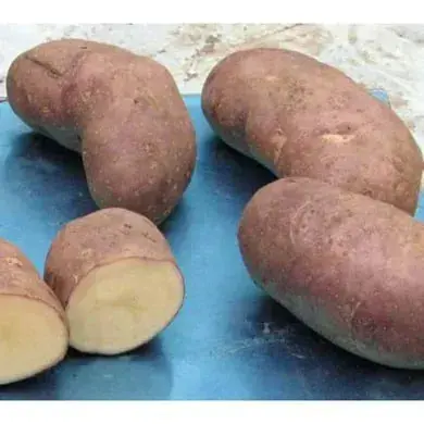 Семенной картофель Тирас 2,5 кг (1 репродукция)- фото № 1