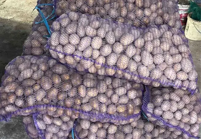 Картофель 2 репродукция семян «мелоди»- фото № 1