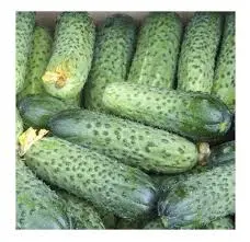 Тепличный огурец 9–12 см гуртом| Оптовые продажи от 10 т- фото № 1