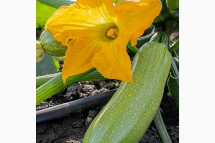 Кабачки на опт та переробку- фото № 1