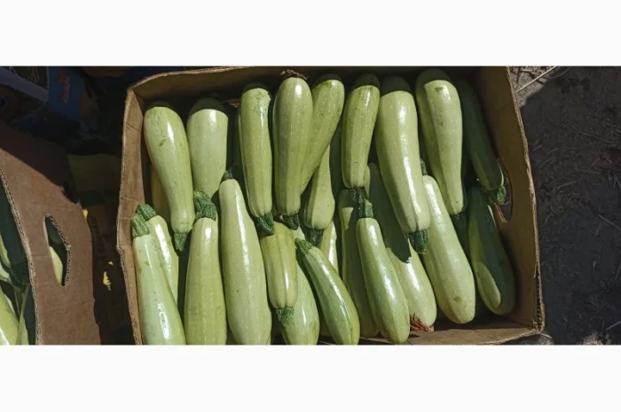 Кабачки на опт та переробку- фото № 2