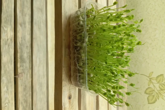 Продаж мікрозелені різних культур- фото № 1