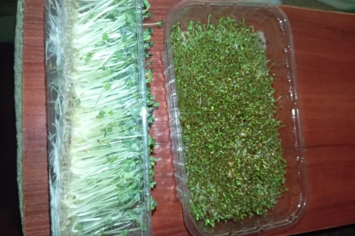 Продаж мікрозелені різних культур- фото № 11