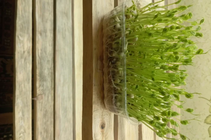 Продаж мікрозелені різних культур- фото № 2